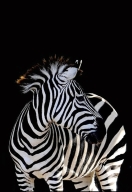 Dateiname=sw5348.jpg
Dateigröße=105KB
Abmessungen: 540x780
hinzugefügt am: 30. November 2024 sw5348.jpg